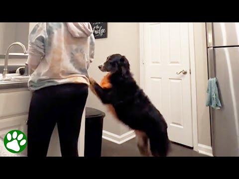 Incredible dog knows when his owner is about to faint #Video