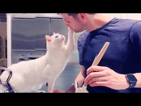 You'll Get A Cat After Watching This. Cute Cats Showing Love To Their Owner #Video