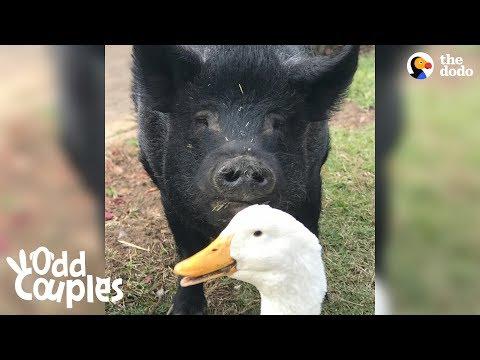 Chill Pig Can't Get Enough Of This Very Intense Duck Named Thomas