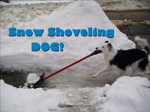 Snow Shoveling Dog - Paige The Border Collie