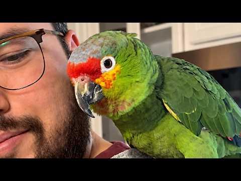 Parrot randomly shows up at couple's house, decides he lives there now #Video