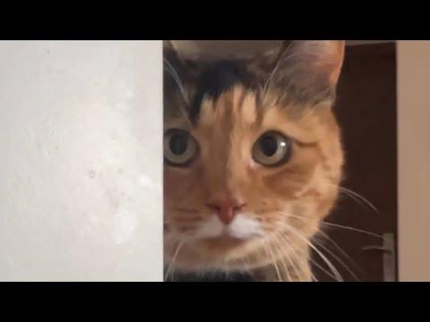 Couple brings home a rescue cat. Guess what she did for 3 days. #Video