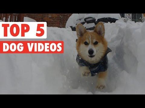 Top 5 Dog Videos || Feb 12 2016