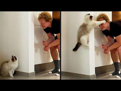 He Did NOT See This Coming | Your Daily Dose Of Pets #Video