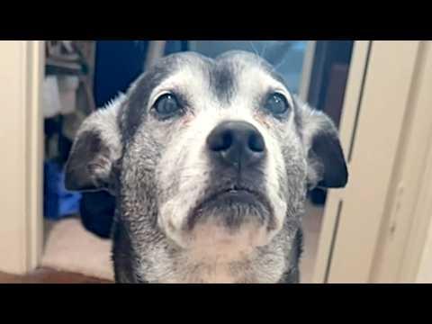 Rescue dog thinks she's being 'abandoned' when family leaves home #Video