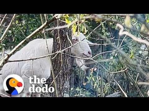 Lonely Goat Gets Rescued From Deserted Island #Video