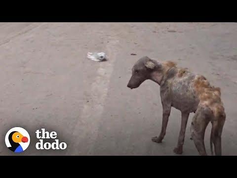 This Dog Found Walking In The Middle Of The Road Makes An Amazing Transformation | The Dodo