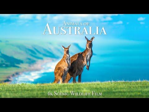 Animals of Australia 4K - Scenic Wildlife Film With Calming Music #Video