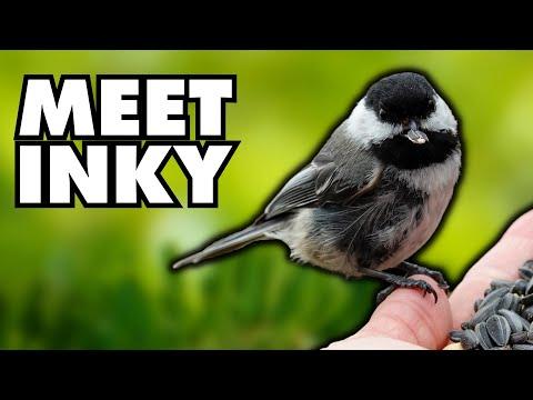 The Most Distinct Chickadee I’ve Ever Known & Why #Video