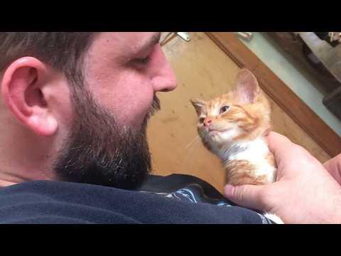 Funny Cats and Humans Get Caught Being Completely Ridiculous!