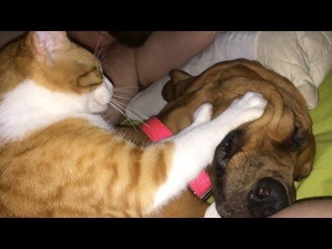 The Art Of Romance As Told By Cats And Dogs