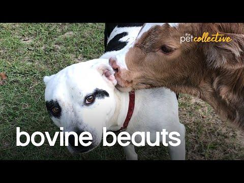 Bovine Beauts Video