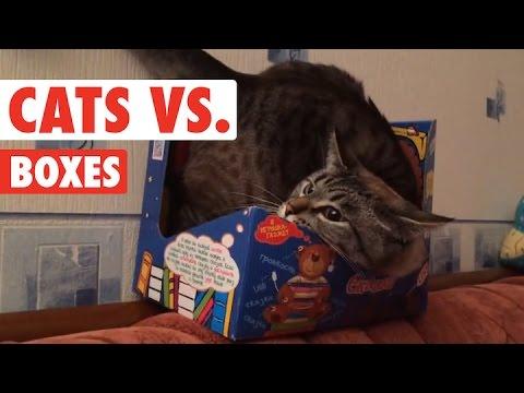 Cats In Boxes || Cats VS Boxes Funny Pet Compilation