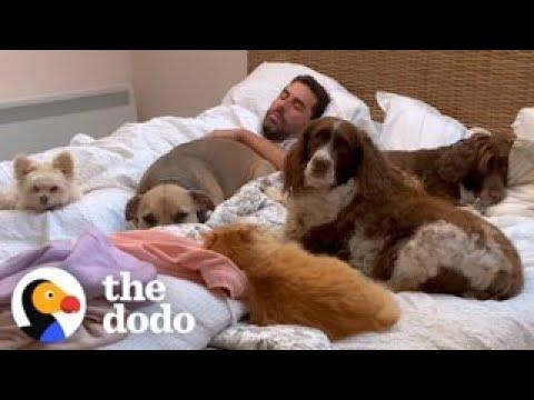Guy Sleeps In Bed Full Of Rescue Animals #Video
