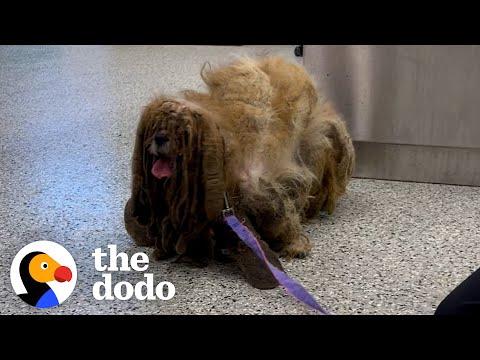 Matted dog looked like he had 6 legs now he looks completely different #Video