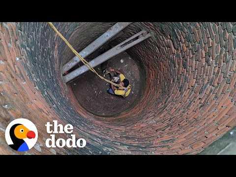 Dog Gets Rescued From a 30-Foot-Deep Well #Video