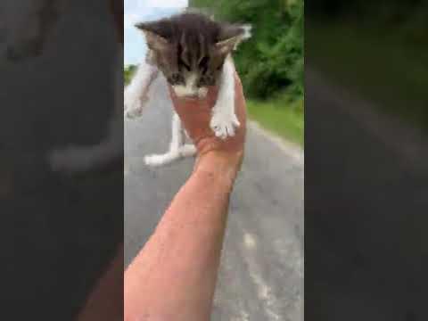 Guy Saving a Kitten Gets Ambushed by a Group of Them! #Video