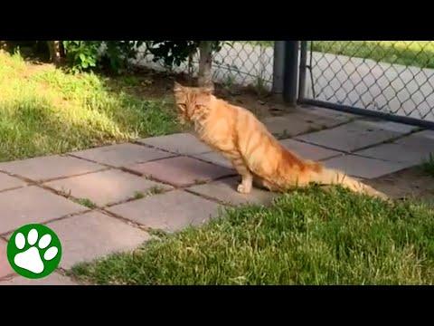 From Tragedy to Triumph: A Cat's Tale of Survival #Video