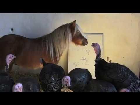 How Ernie The Pony Saves His Turkey Friends