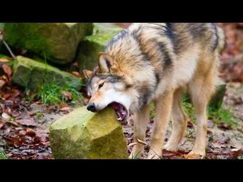 Watch Out! The Funniest Animal Videos of 2026 Are Incoming! #Video