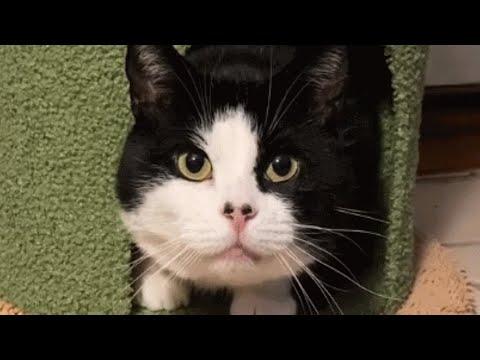 Street cat had enough, convinces human to adopt him #Video