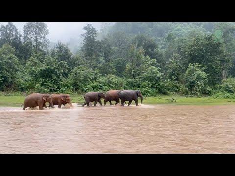 River Of Life - ElephantNews #Video
