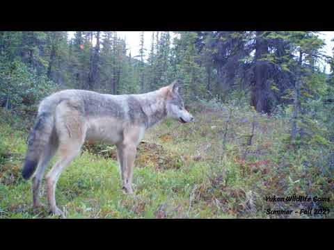 Yukon wildlife compilation by Yukon Wildlife Cams - Single camera location - June thru October 2021 