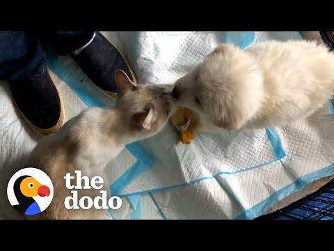 Wild Child Kitten Grows Up Looking After Rescue Puppies #Video