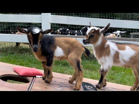 Goats play (on) corn hole! Sunflower Farm Creamery #Video