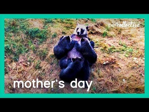 Animal Moms (Mother's 2020) | The Pet Collective