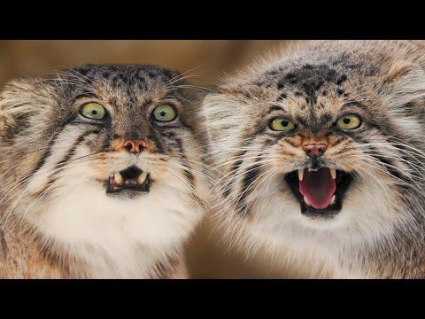 When your wife is a Pallas's cat. Manuls Bol and Polly #Video