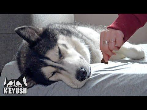 Waking My Husky Up With Food! He’s Confused! #Video