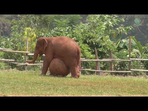 Playful Baby Elephant With Her Big Ball #Video