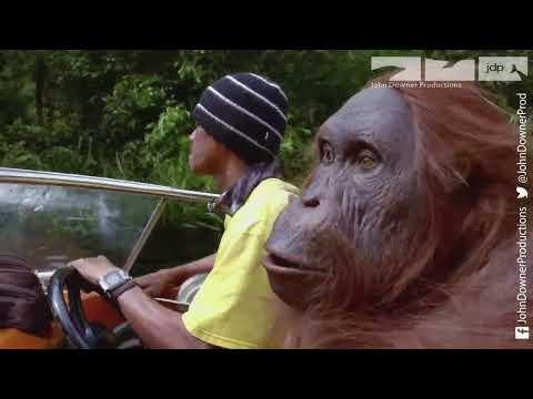 Robotic Spy Orangutan Rides Speed Boat Into The Jungle #Video