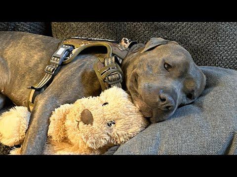 One-eared dog changes toy to make it look like him #Video