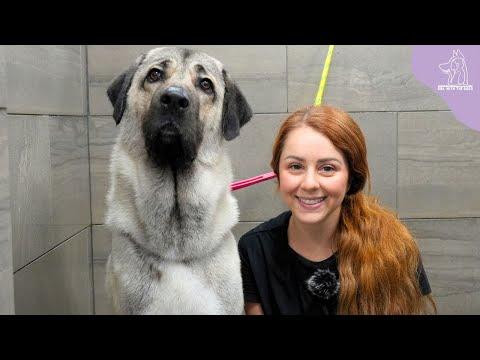 The Strongest Bite Force In The Dog Kingdom | Turkish Kangal #Video