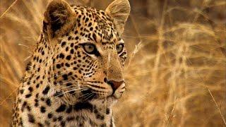 Young Leopard Steals Kill From Mother | Africa | BBC Earth