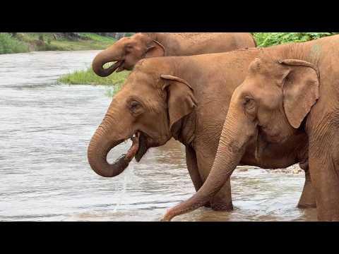 Three Skinny Elephants Enjoy Health & Happiness After Rescue - ElephantNews #Video