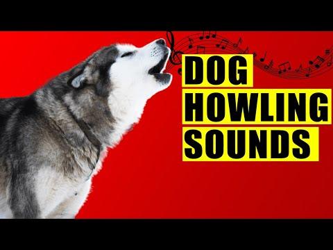 Dog Howling Sounds Compilation (Make Your Dog Howl And See How They REACT) #Video