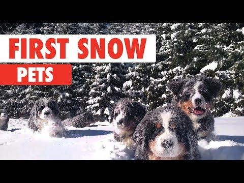 First Snow Pets