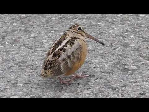 TimberDoodle Dance