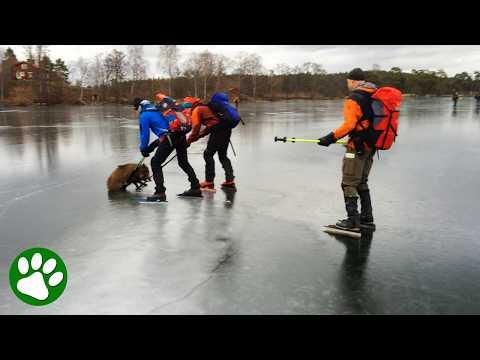 Kind Ice Skaters Save Wild Boar Stuck On Frozen Lake #Video