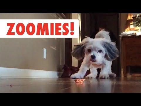 Zoomies! | The Fastest Pet Compilation of the Year