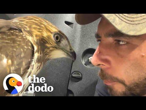 This Guy Keeps Rescuing Wild Animals #Video