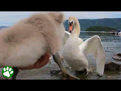 Angry swan protects baby #Video