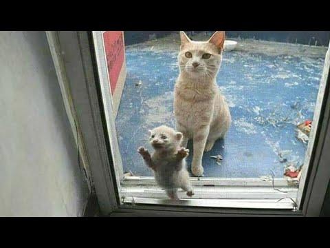 When the cat chooses you to be her kitten's godmother #Video