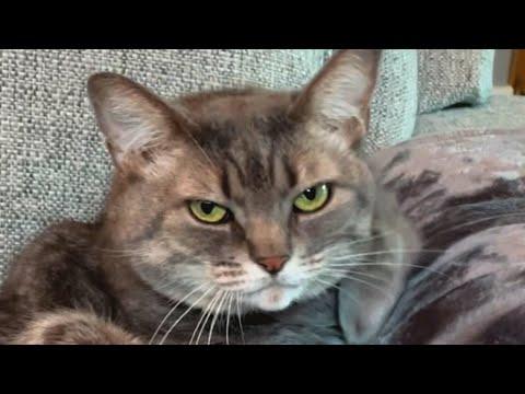 Woman brings home a shelter cat. And discovers her odd reaction to guests. #Video