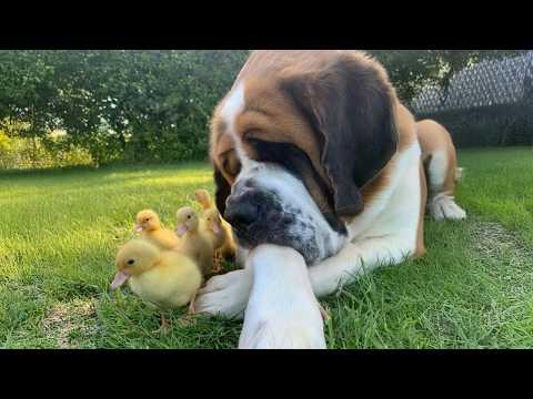 When A Big Dog Tries to Befriend Baby Animals! #Video