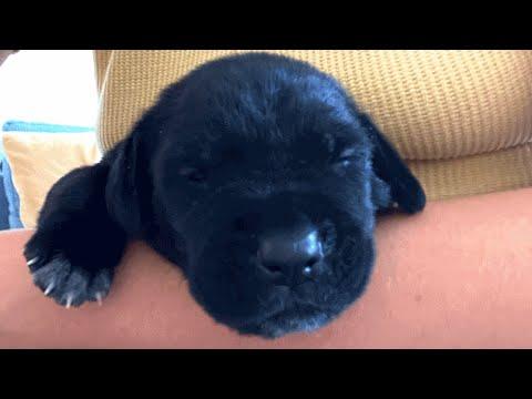 Shelter puppy was unlikely to survive. So this woman adopted him. #video