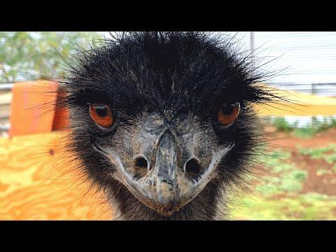This emu was facing homelessness. Then she met the man of her dreams. #Video